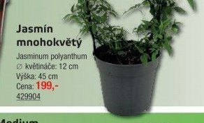 Jasmín mnohokvětý