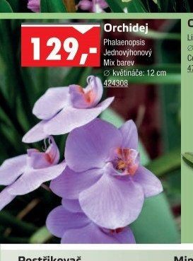 Orchidej Phalaenopsis
