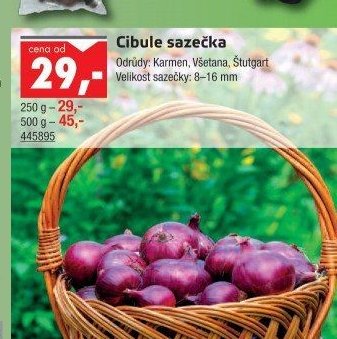 Cibule sazečka