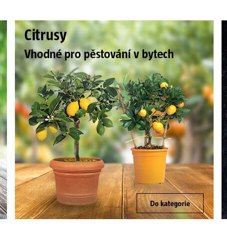 Citrusy