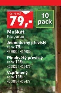 Muškát, Plnokvětý převislý, Vzpřímený