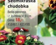 Sedmikráska chudobka