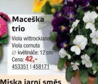 Maceška trio