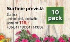 Surfínie převislá