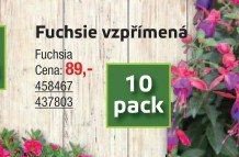 Fuchsie vzpřímená