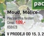 Moud, Molice