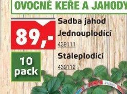 Sadba jahod