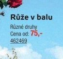 Růže v balu