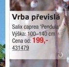 Vrba převislá