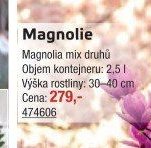 Magnolie