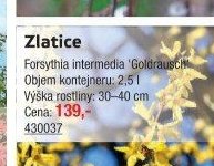 Zlatice