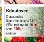 Kdoulovec
