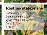 Rostliny stálezelené