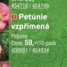 Petúnie vzpřímená