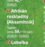 Afrikán rozkladitý (Aksamitník)