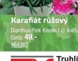 Karafiát růžový