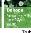 Bakopa