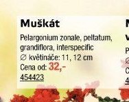 Muškát