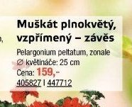 Muškát plnokvětý, vzpřímený – závěs