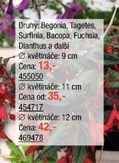 Druhý: Begonia, Tagetes, Surfinia, Bacopa, Fuchsia, Dianthus a další