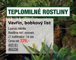 Vavřín, bobkový list