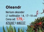 Oleandr