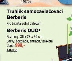 Truhlík samozavlažovací Berberis
