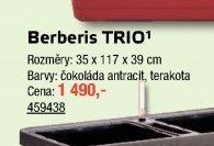 Berberis TRIO