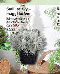Smil italský – maggi koření