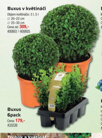 Buxus v květináči