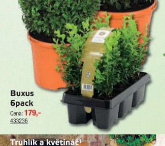 Buxus 6pack