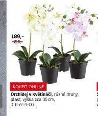 Orchidej v květináči