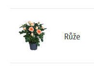 Růže