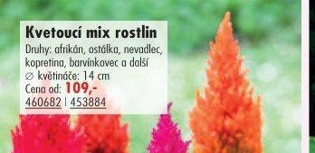 Kvetoucí mix rostlin