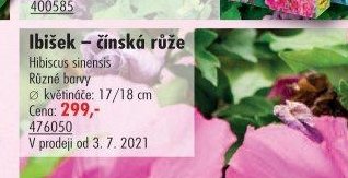 Ibišek – čínská růže