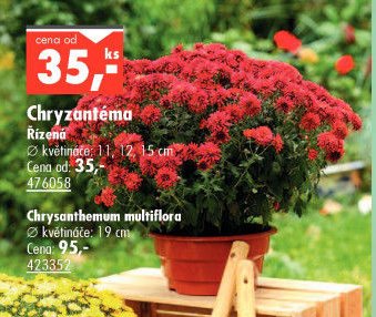 Chryzantéma