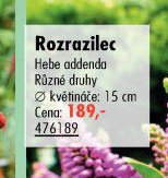 Rozrazilec