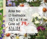 Aster trio
