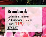 Brambořík