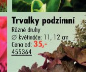 Trvalky podzimní