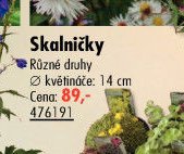 Skalničky