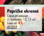 Paprička okrasná