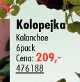 Kolopejka