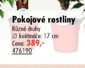 Pokojové rostliny