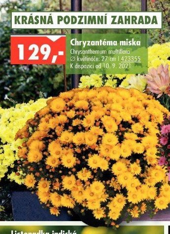 Chryzantéma miska