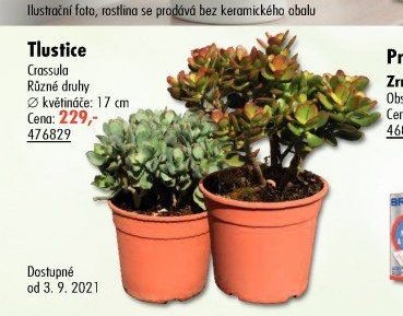 Tlustice