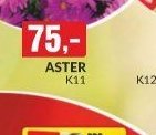 aster k11