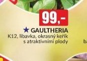 gaultheria
