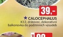 calocephalus