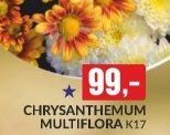 chrysanthemum multiflora